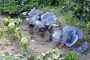 Cabbage in garden
