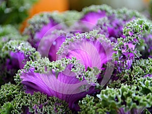 Cabbage in the garden