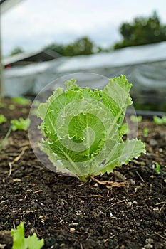 cabbage garden Cultivating vegetables in soil beds, free from pests, and achieving a beautiful yield
