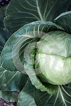 Cabbage in the garden