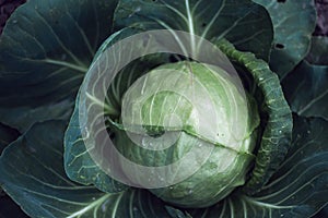 Cabbage in the garden