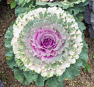 Cabbage in the garden
