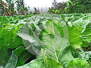 cabbage garden in Majalengka west java