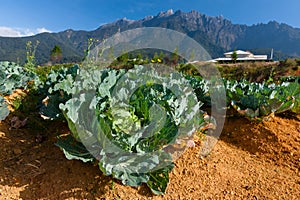 Cabbage garden with Mount Kinabalu at the background in Kundasang, Sabah, East Malaysia