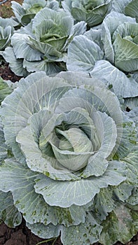 cabbage green , fresh vegetable