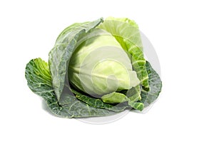 Cabbage with green large leaves grows isolate