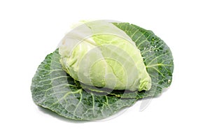 Cabbage with green large leaves grows isolate