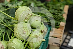 Cabbage green leaf in bunches, winter vegetable, on sale at local famer`s market, typical of Tuscany