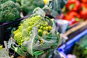 Cabbage green leaf in bunches, winter vegetable, on sale at local famer`s market, typical of Tuscany