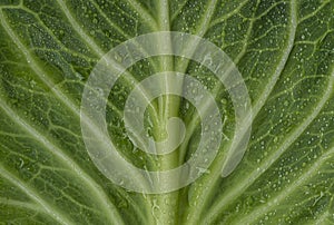 Cabbage green leaves with water drops. Green leaf with dew drops. Green background