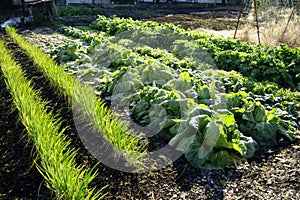 Cabbage and green onions growing in the farm