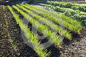 Cabbage and green onions growing in the farm