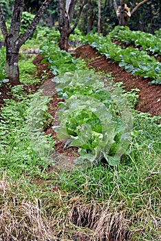 Cabbage grow in fruit ree orchard photo