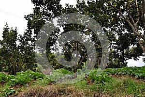 Cabbage grow in fruit ree orchard photo