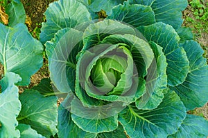 Cabbage grow in home vegetable garden