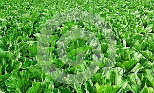 Cabbage growing in a field