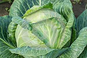 Cabbage Growing On Field In Summertime Close Up