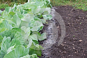 Cabbage growing on garden beds fertilized with ash.