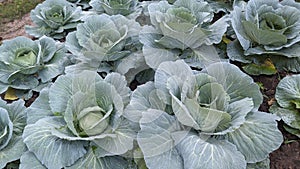cabbage is growing , green
