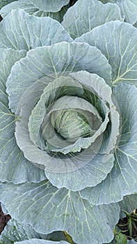cabbage is growing , organic green leaves