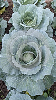 cabbage is growing , organic vegetable
