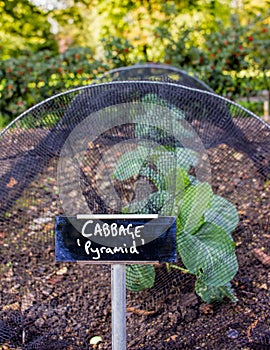 Cabbage Growing 'Pyramid'. Vegetable Garden