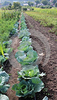 Cabbage grows in the garden