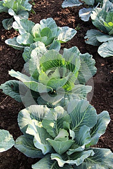 Cabbage grows in the garden