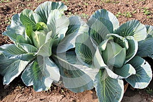 Cabbage grows in the garden