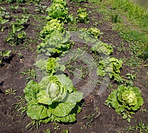 Cabbage grows in the ground in the garden