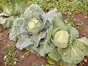 Cabbage grows on the ground in the garden.
