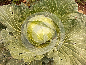 Cabbage grows on the ground in the garden.