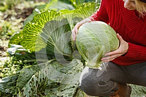 Cabbage harvest