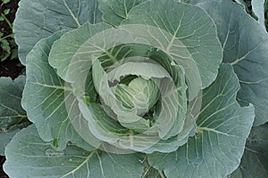 Cabbage have alot of beneficial nutrient