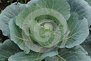 Cabbage have alot of beneficial nutrient