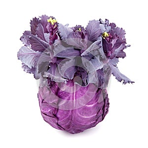 Cabbage-head