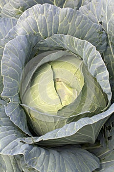 Cabbage head.
