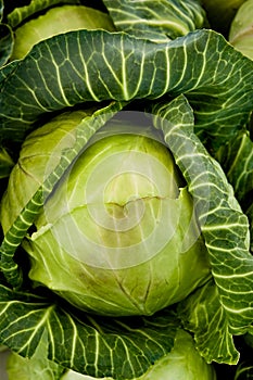 Cabbage Head