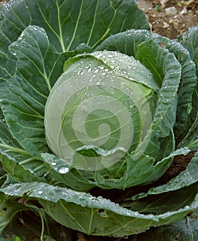 Cabbage (head) with dew drops