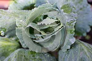 Cabbage head growing on the vegetable bed
