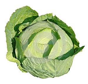 Cabbage head selected