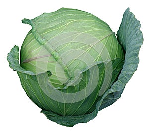 Cabbage head selected