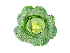 Cabbage head with water drops photo