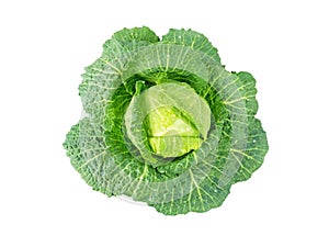 Cabbage head with water drops