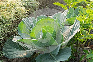 Cabbage growing in field, rural farming in West Bengal, India