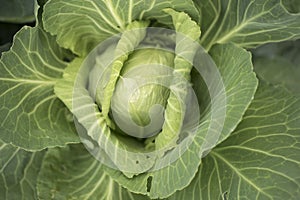 Cabbage heart of ox, cultivation in orchard
