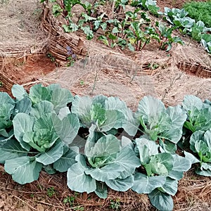 Cabbage home garden oignon