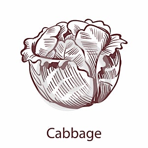 Cabbage icon. Detailed organic vegetarian product sketch, cooking ingredient for labels and packages in engraving style