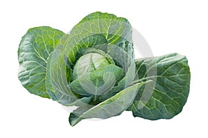 Cabbage isolated