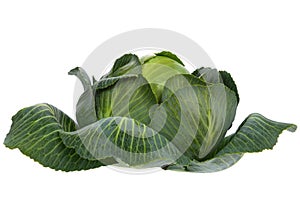 Cabbage isolated on white